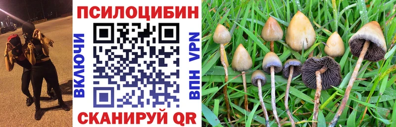 где купить   Венёв  Галлюциногенные грибы Magic Shrooms 